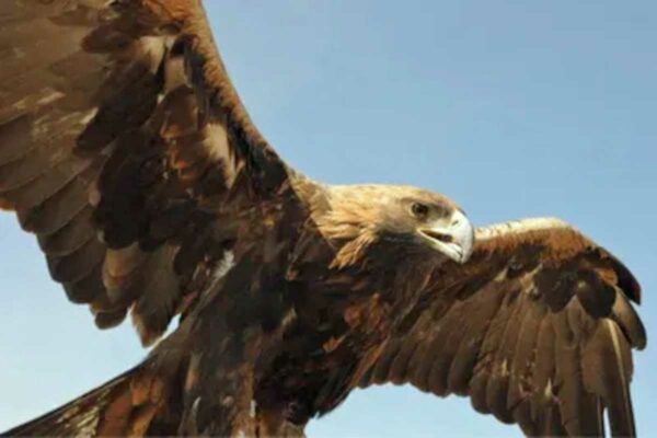 Golden Eagle | Respiratory Relief & Clear Easy Breathing - Image 6