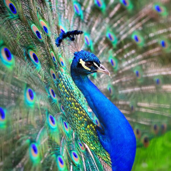 Blue Lotus Peacock | Potent Botanical Immune Regulation and Natural Chemotherapy - Image 5